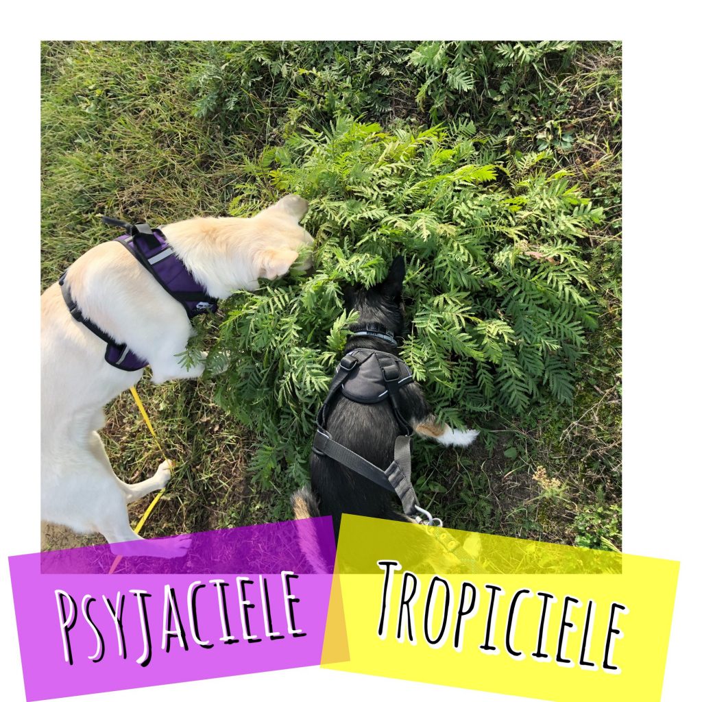 Psyjaciele tropiciele