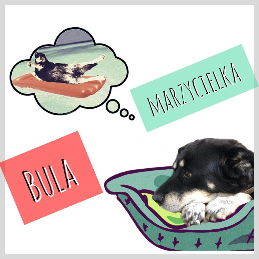 Poznajcie Bulę Marzycielkę