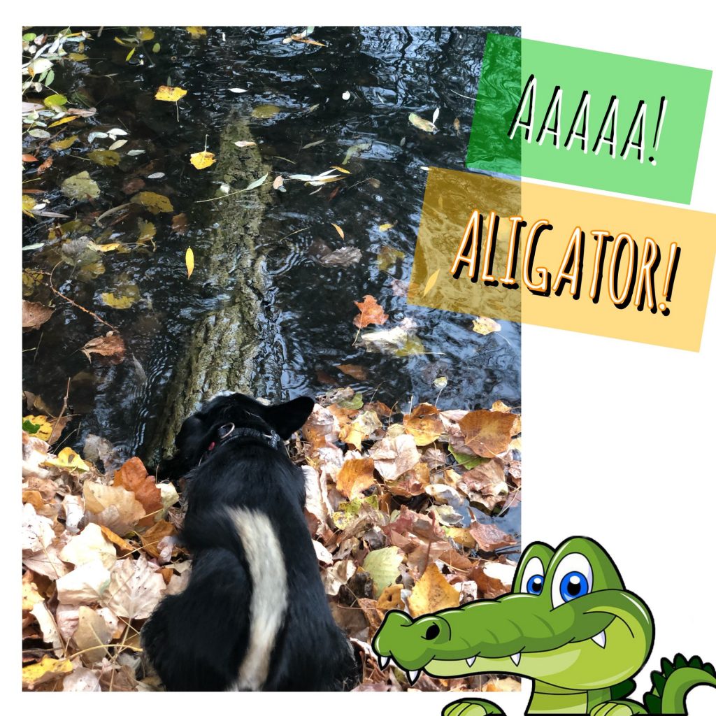 AAAAA! Aligator!
