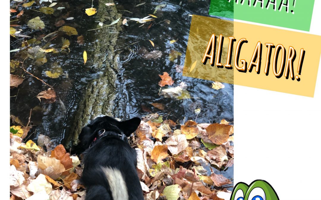 AAAAA! Aligator!