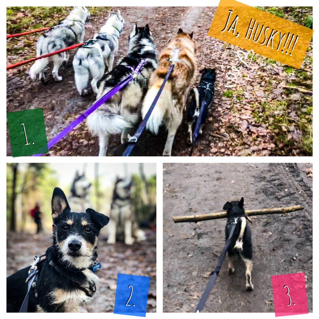 Ja, husky!