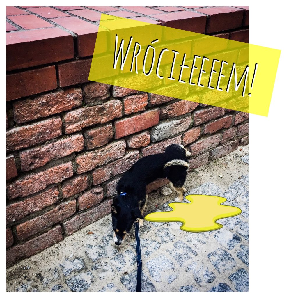 Wróciłeeeeeem!