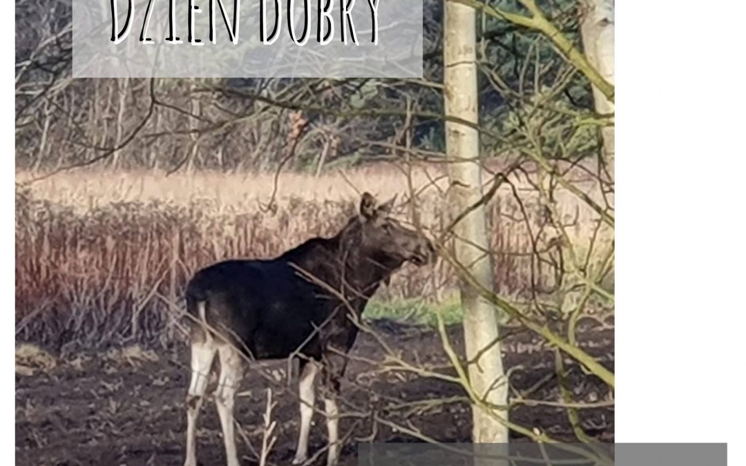 Dzień dobry, Pani Klempo