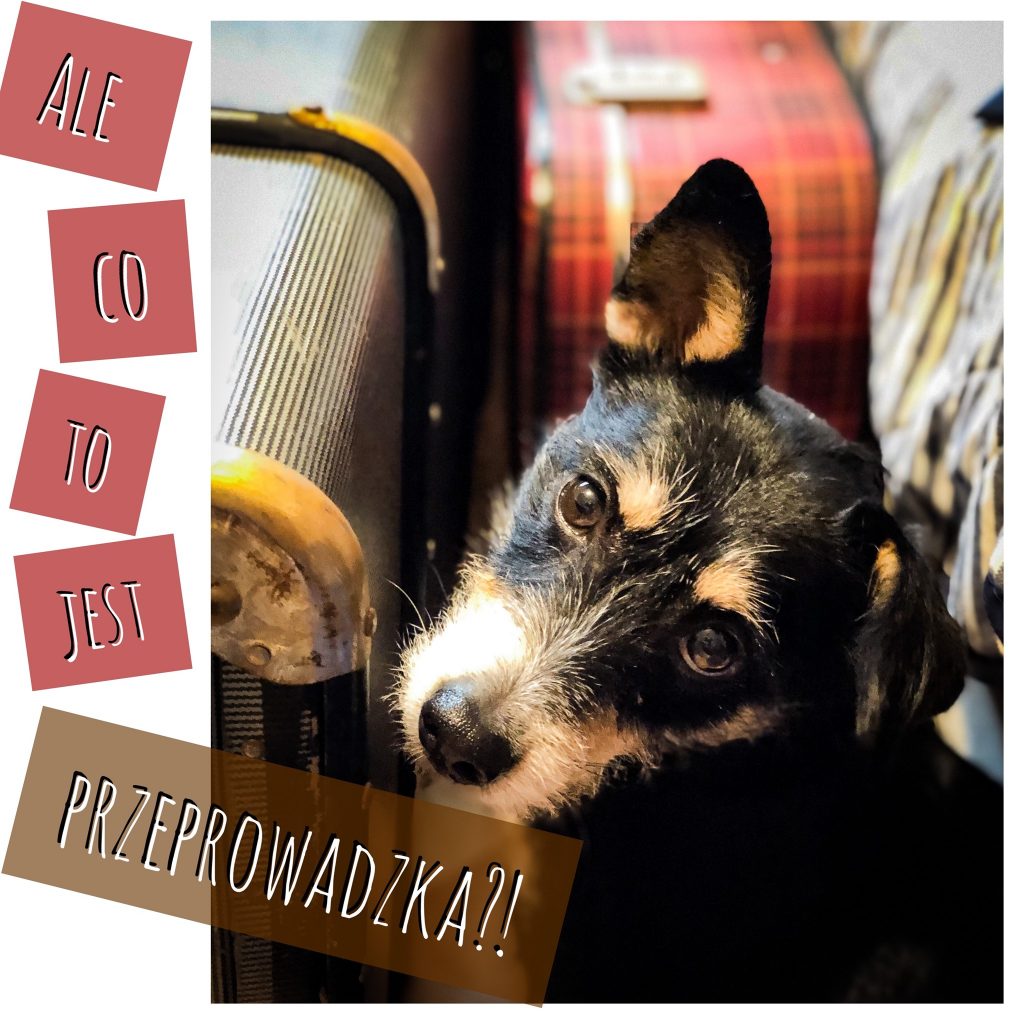 Przeprowadzka? A co to?