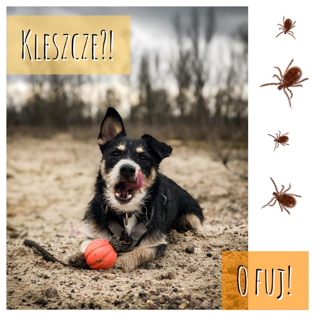 Kleszcze? – o fuj!