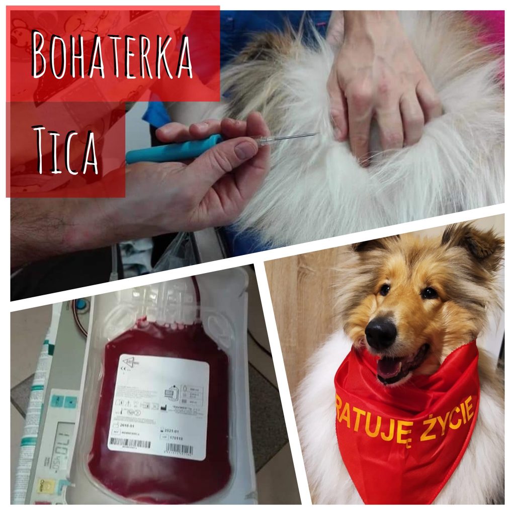 Tica – honorowy dawca krwi